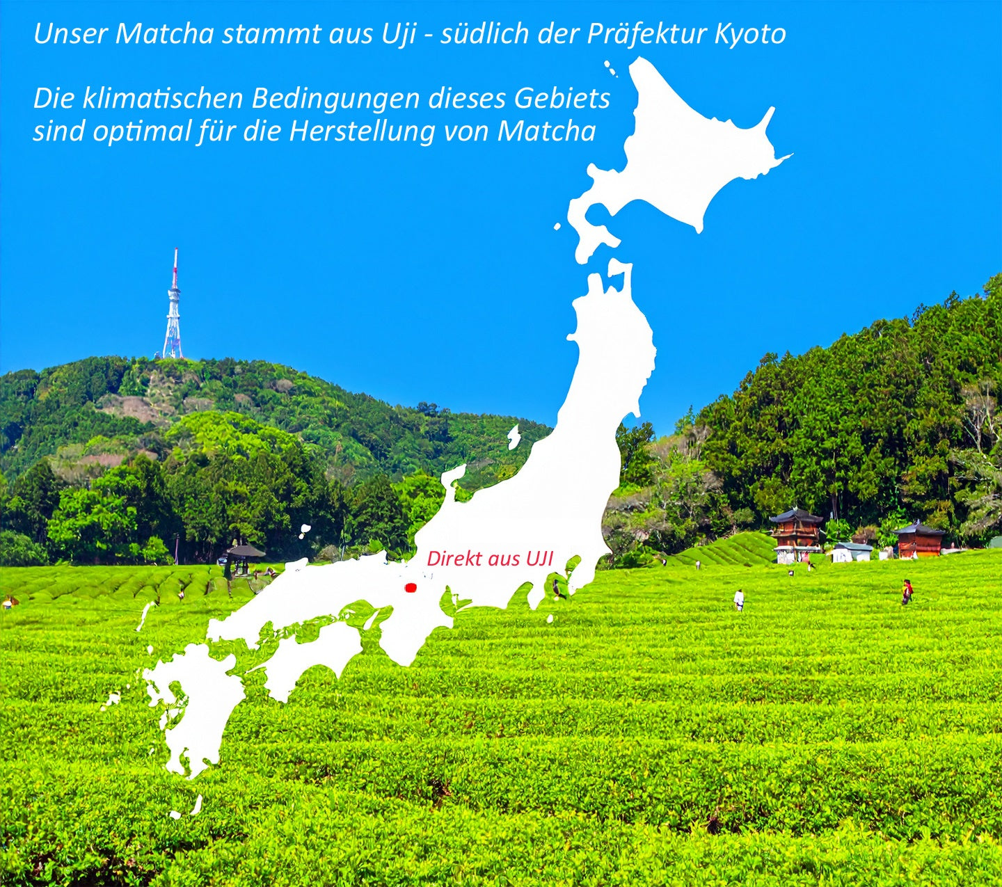 Matcha